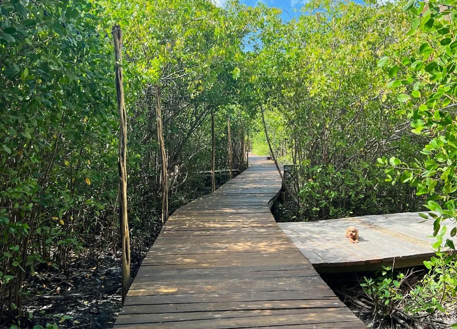 Caiman Habitat Tulum Beach 5*,
