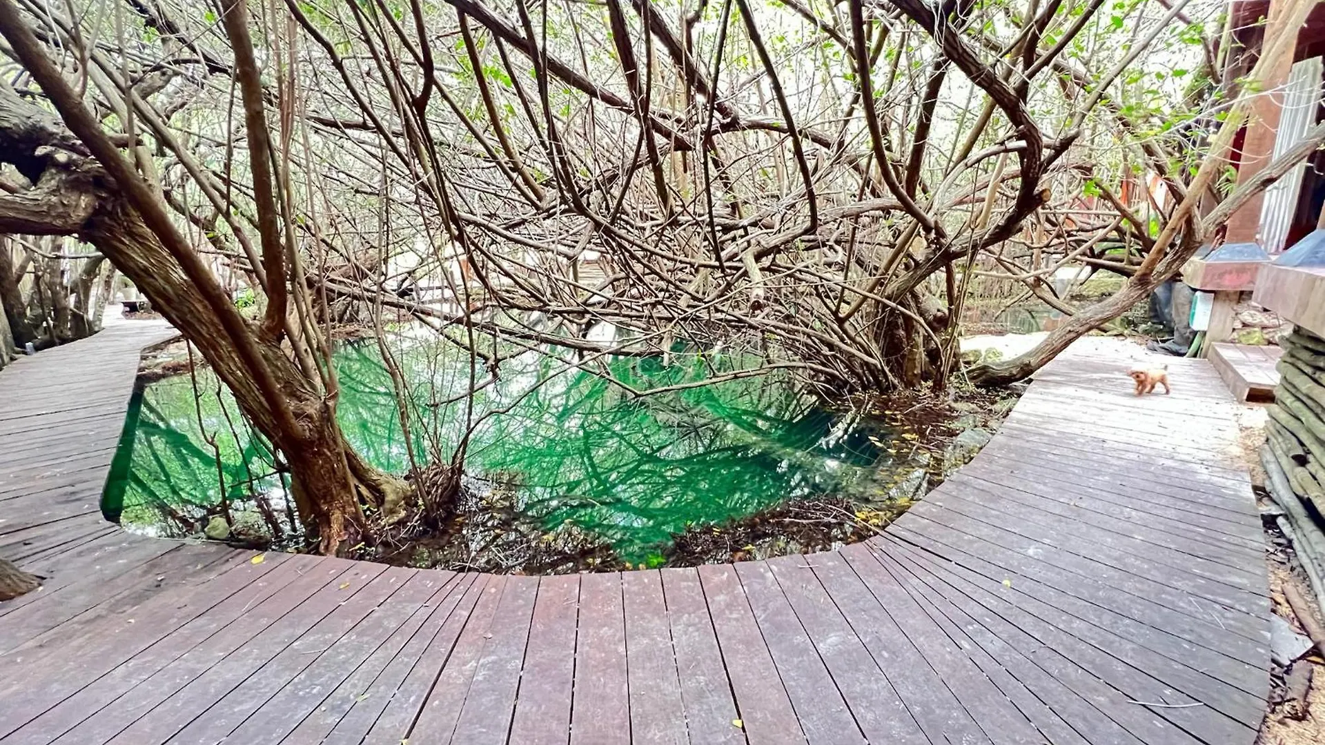 Caiman Habitat Tulum Beach Hotel